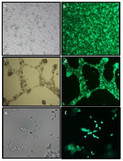 Angiogenesis Assay Kit (In Vitro) (ab204726) 